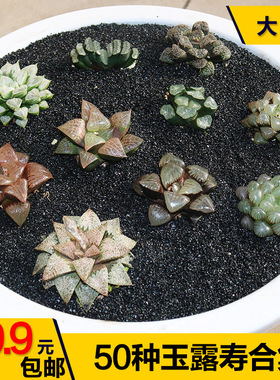 50种玉露 寿 万象合集潘氏冰灯水晶康平姬玉露日月潭多肉植物盆栽