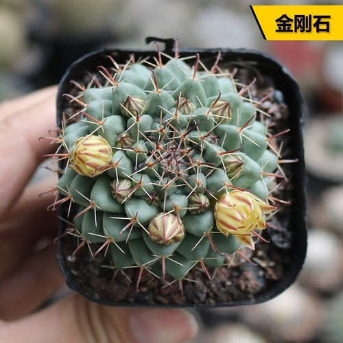 开花实生好养仙人球小盆栽