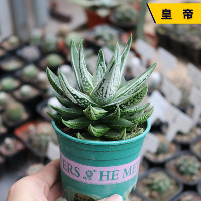 皇帝硬叶天使多肉植物