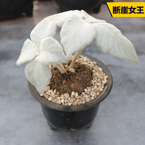 红花断崖女王素材模板 红花断崖女王图片下载 小麦优选