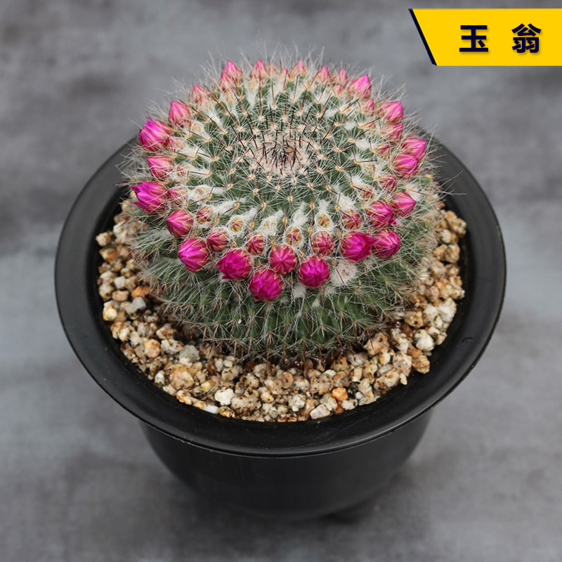 实生玉翁精养开花桌面仙人球