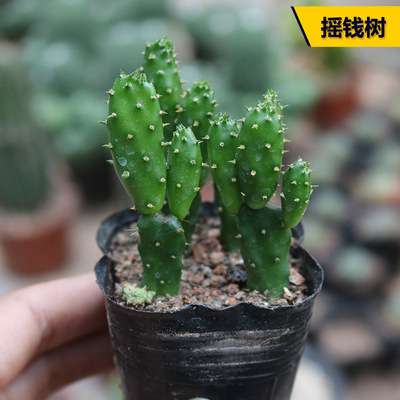 摇钱树仙人掌多肉植物