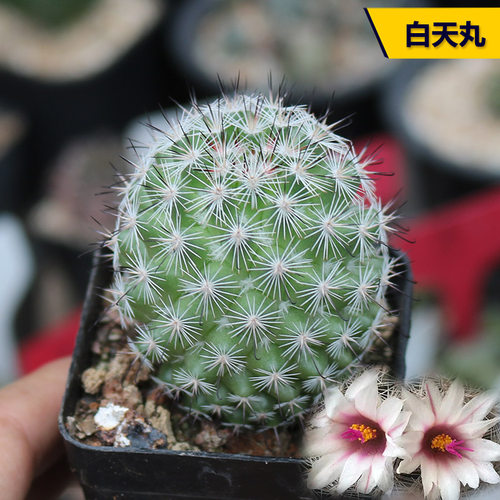 白天丸实生仙人球开花趣味小盆栽