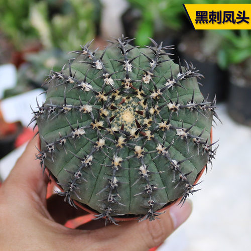 实生开花美观好养黑刺凤头仙人球