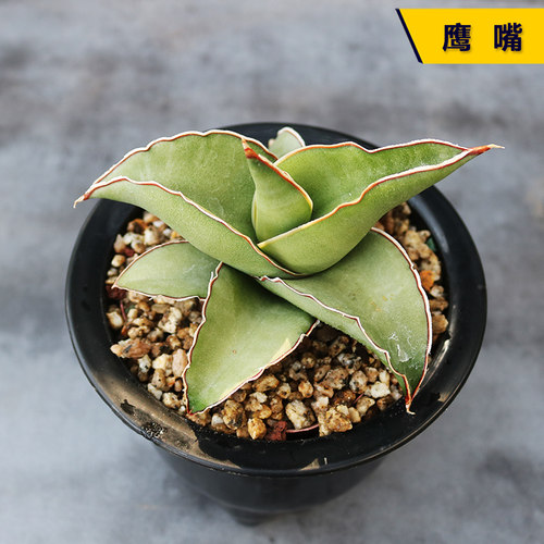 鹰嘴办公室盆栽多肉植物