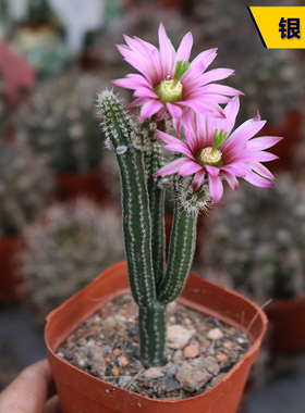 银柳仙人掌趣味开花美观鹿角柱属银钮仙人球多肉新手阳台小盆栽