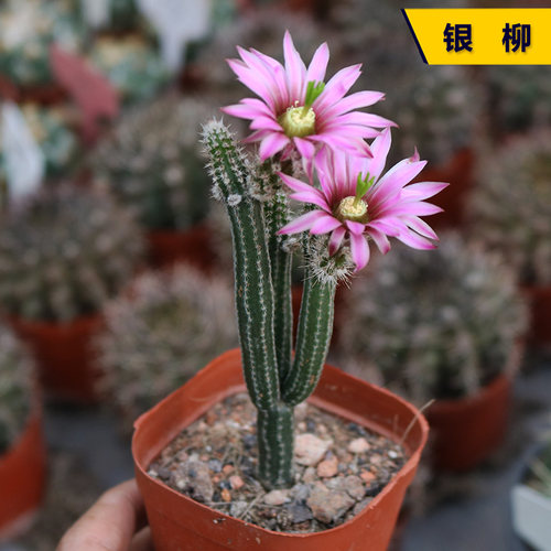 银柳趣味开花美观好养盆栽