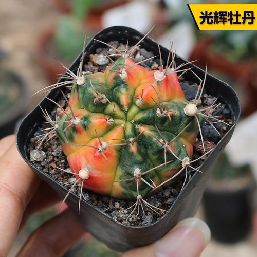 花田舍好养仙人球光辉牡丹开花