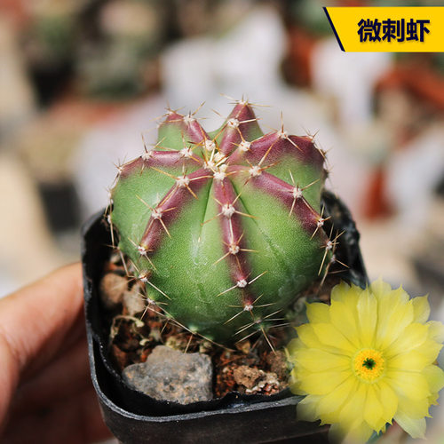 花田舍好养微刺虾开花美观仙人球