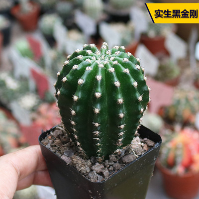 花田舍好养美观实生黑金刚开花