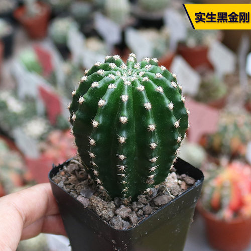 花田舍好养美观实生黑金刚开花