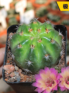 极光丽花属仙人球稀有精养绚丽美花勤花仙人掌办公室阳台庭院盆栽