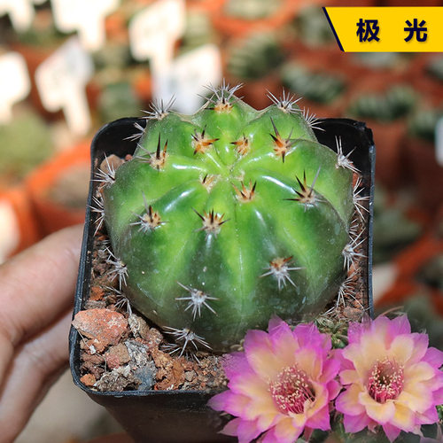 丽花极光开花美观好养仙人球盆栽