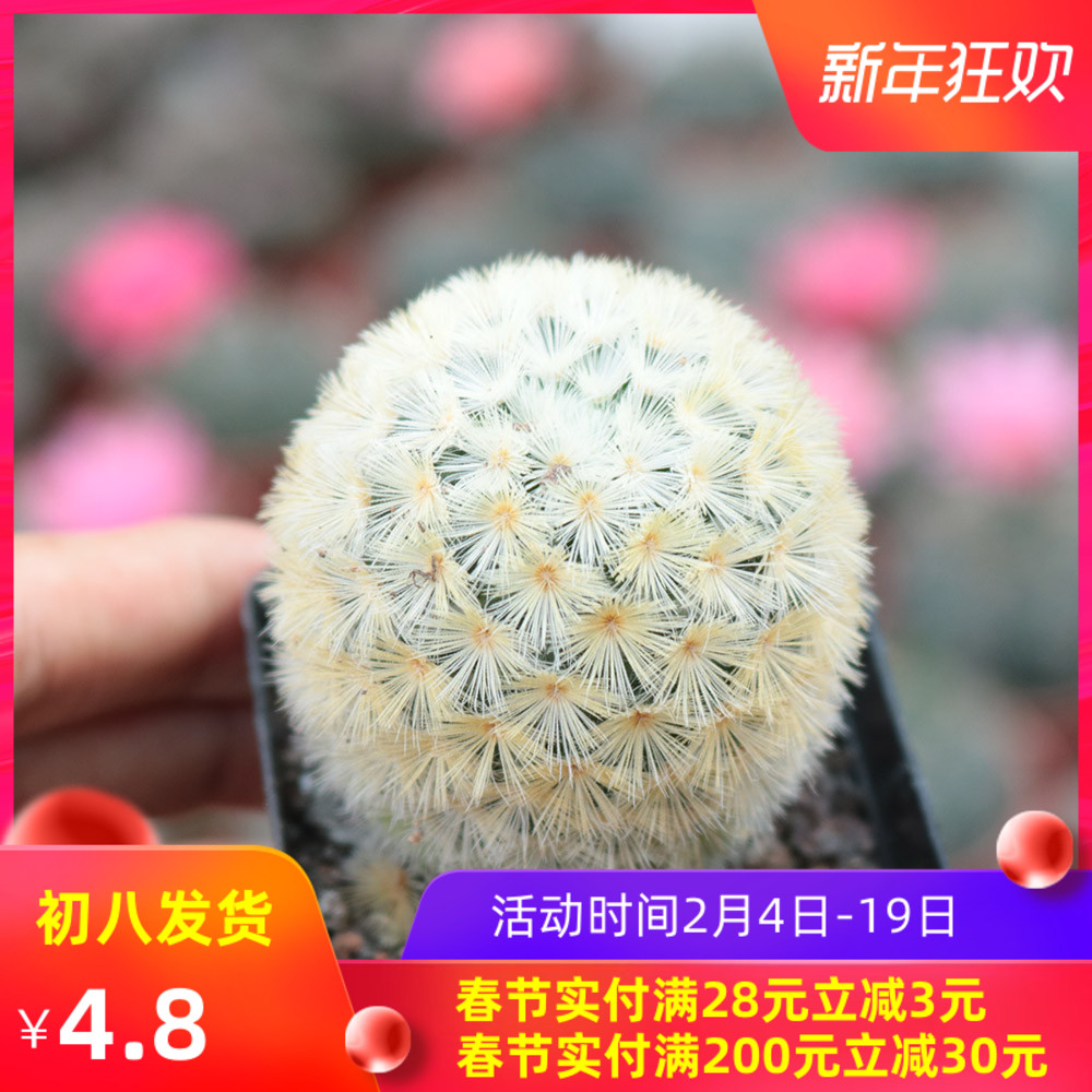 Carmen Cactus Succulent plants Bloom Soft fur Cactus computer Radiation protection flowers and plants Potted plantin the Flower delivery/Flowers simulation/Plants gardening , Flowers/Potted plants (New) , Succulents  category - from Buy2taobao.com to provide professional Taobao agent buy service