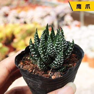 鹰爪 新手组合配盆办公室桌面绿植花卉小盆栽 硬叶十二卷多肉植物