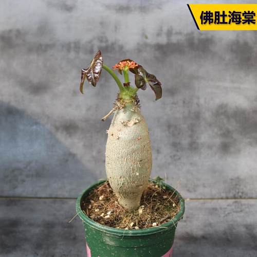 开花美观好养多肉植物