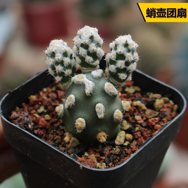 蛸壶团扇纸刺属洋趣味开花