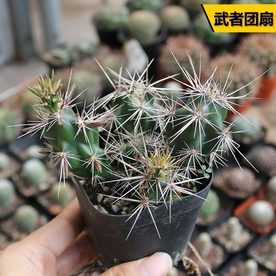 阳台好养仙人球开花美观