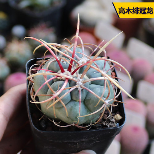 狂刺开花美观高木绯冠龙仙人球