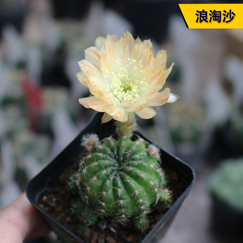 浪淘沙丽花仙人球开花勤花美观好养易度夏阳台庭院观赏小盆栽