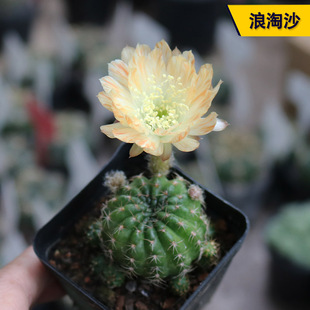 浪淘沙丽花仙人球开花勤花美观好养易度夏阳台庭院观赏小盆栽
