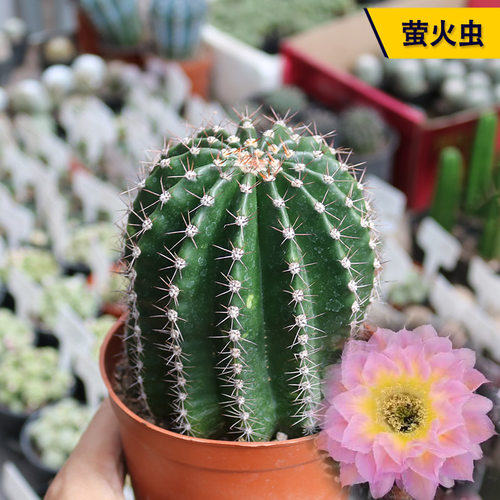 开花美观好养萤火虫仙人球