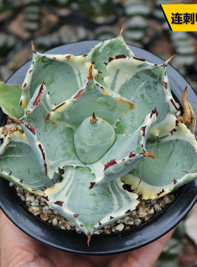 连刺甲蟹锦 龙舌兰多肉植物稀有黄覆轮锦美观好养绿植花卉小盆栽