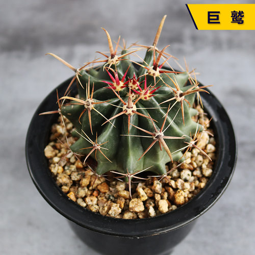 实生狂刺开花趣味桌面仙人球