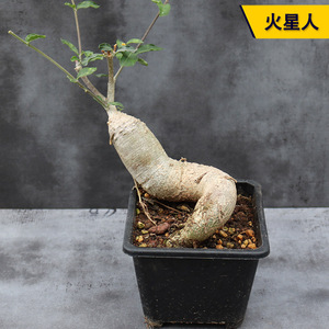 趣味怪异奇特好养实生块根火星人