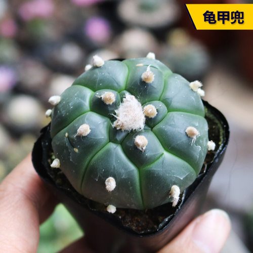 实生开花好养龟甲兜仙人球