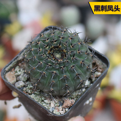 阳台好养开花美观仙人球