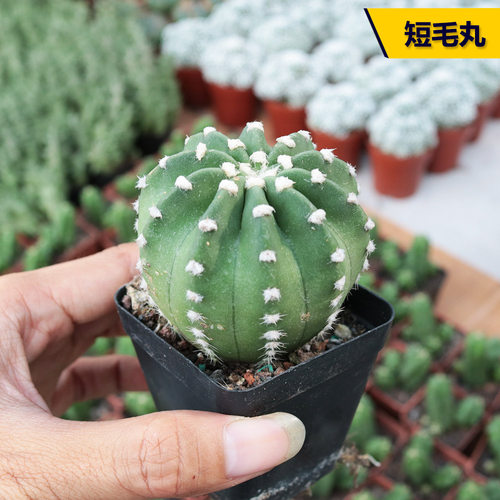 短毛丸实生开花好养活阳台