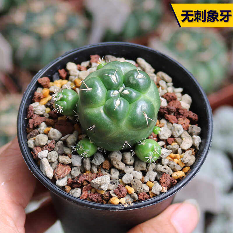 新品无刺象牙仙人球稀有进口开花美观不扎手好养仙人掌多肉小盆栽