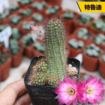 白檀多肉植物多少钱 白檀多肉植物优惠券 爱美