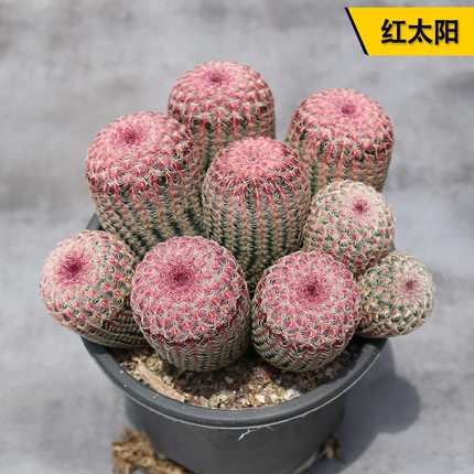 红太阳实生大群多头仙人球开花美观好养仙人掌多肉阳台庭院小盆栽