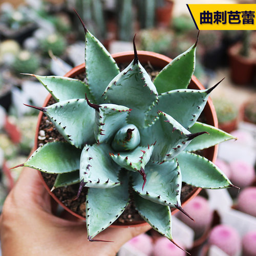 曲刺芭蕾龙舌兰好养美观