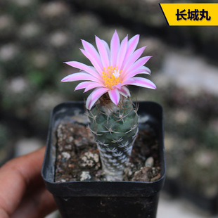 实生长城丸仙人球 开花粉花娇丽属小型仙人球 好养活美观小盆栽