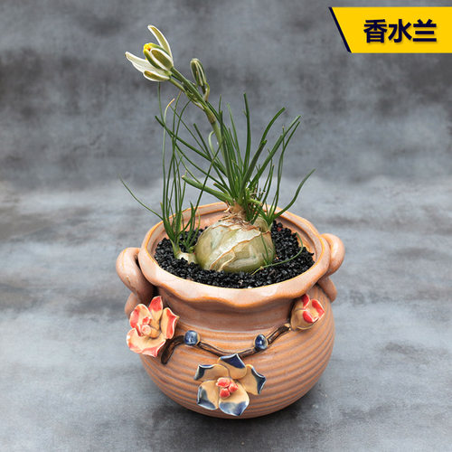 香水兰趣味香味块根桌面多肉植物