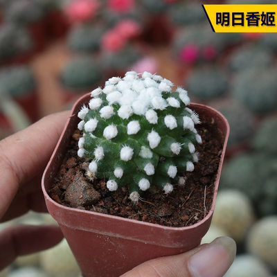 花田舍明日香姬仙人球乳突球粉花软刺易开花多肉植物室内防辐射 花田舍植物馆 淘优券