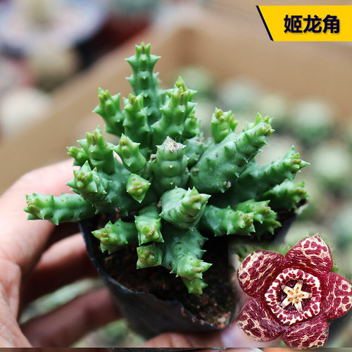 姬龙角萝藦科多肉植物好养活趣味