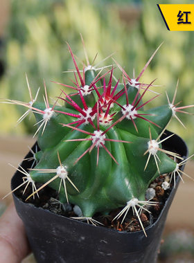 实生红刺开花美观好养红虎仙人球