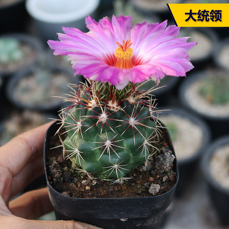 大统领实生仙人球稀有强刺开花瘤玉属仙人掌多肉植物办公室小盆栽