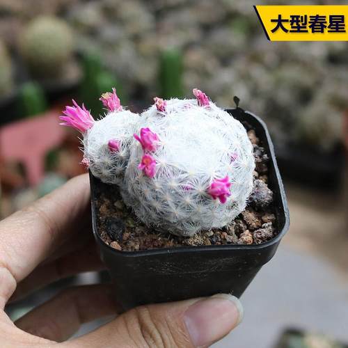 开花美观软刺好养仙人球小盆栽