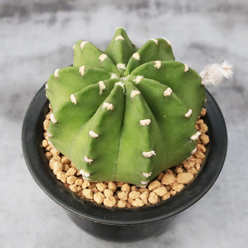 实生开花美观好养活易度夏仙人球