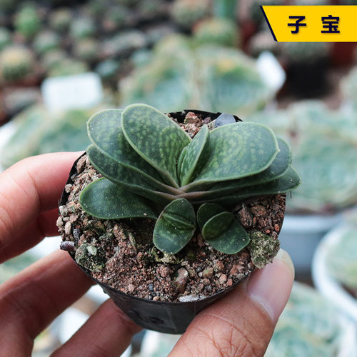 绿植趣味小盆栽招财多肉植物