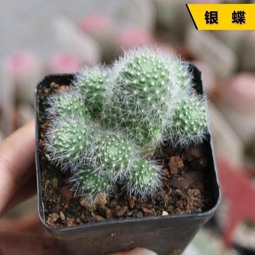 开花美观阳台好养仙人球