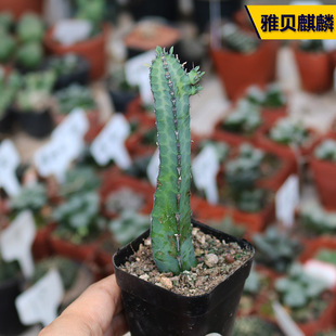 雅贝麒麟大戟科多肉植物开花好养蓝木亚贝麒麟易度夏阳台小盆栽