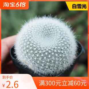 实生白雪光仙人球多肉植物 软毛仙人掌多肉植物开红花桌面防辐射