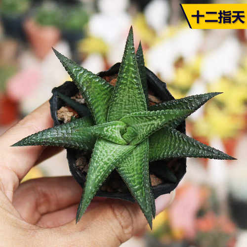 阳台好养十二指天多肉植物