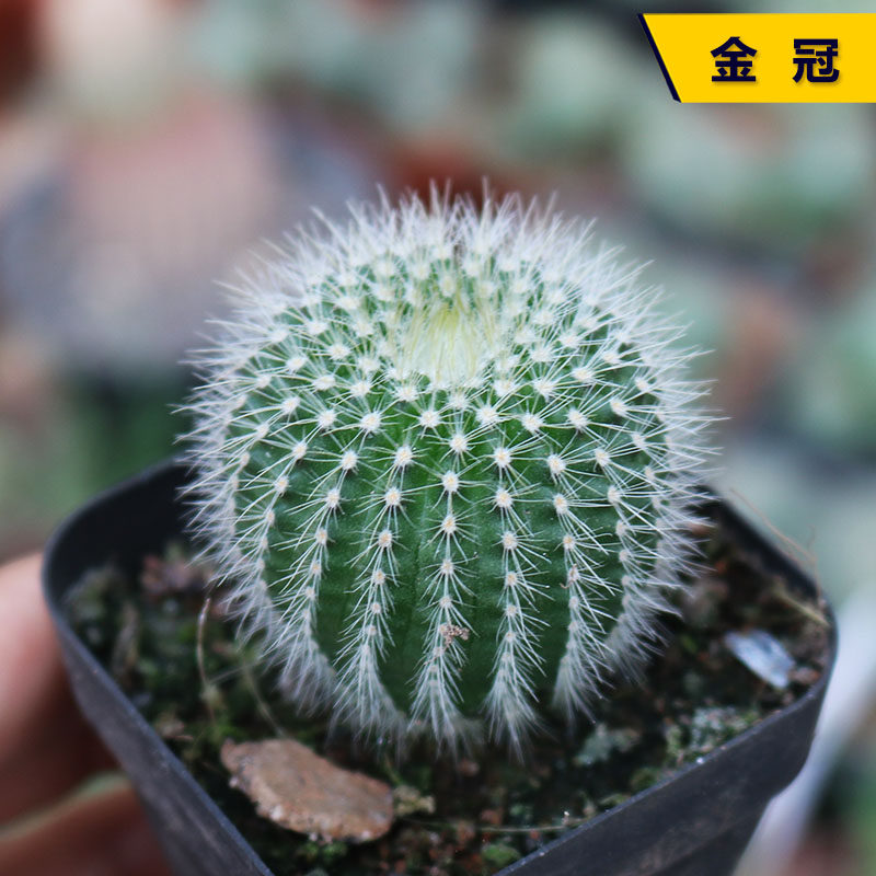 金冠仙人球 实生开花新手组合好养活易度夏办公室阳台庭院小盆栽